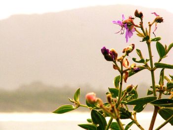Close-up of flowers