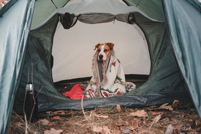 Portrait of dog with blanket relaxing in tent