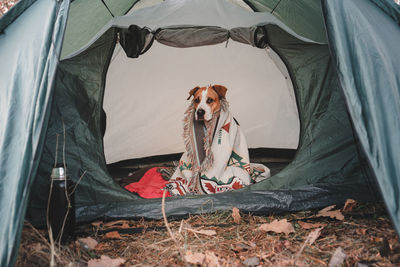 Portrait of dog relaxing on tent