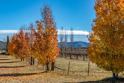 Trees on field against sky during autumn