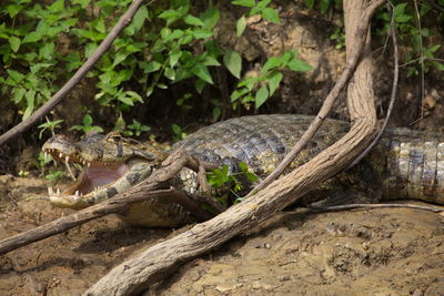 Closeup portrait of black caiman melanosuchus niger on riverbank with jaws wide open bolivia.