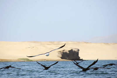 View of birds in sea against clear sky