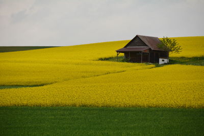 Scenic view of agricultural field