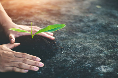 Close-up of hand holding plant