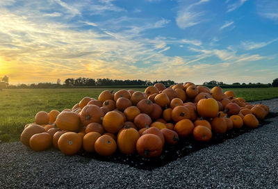 Pile of organic orange pumpkins outside in the field, autumn harvest