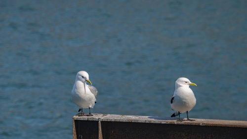 bird