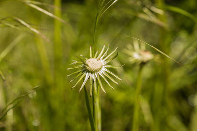 Close-up of dandelion on plant