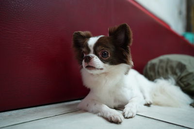 Portrait of dog sitting on wall