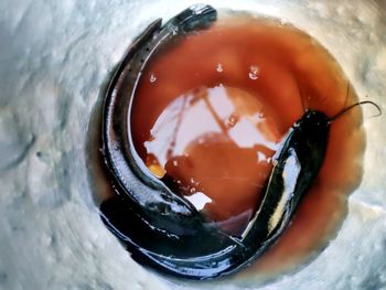 High angle view of catched mud fish