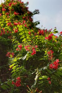 Close-up of red flowering plants