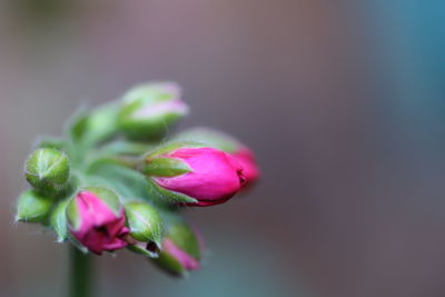 Close-up of pink flower buds