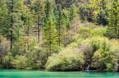 View of pine trees in forest