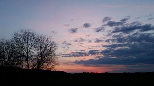 Silhouette of trees at sunset