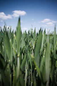 agriculture