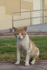 Close-up of cat