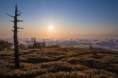 Scenic view of field against sky during sunset