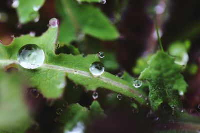 Close-up of raindrops on leaves