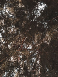 Low angle view of trees in forest