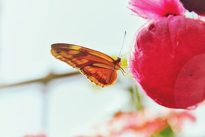 Close-up of butterfly on flower