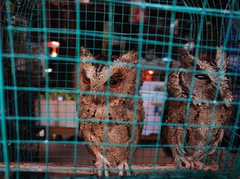 Close-up of birds in cage