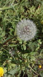 High angle view of insect on flower