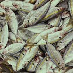 Close-up of fish for sale at market stall