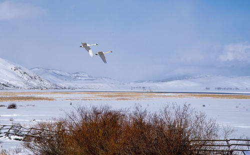 Airplane flying over snowcapped mountains against sky