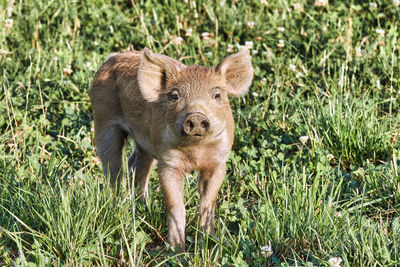 Young piglet. a lucky charm