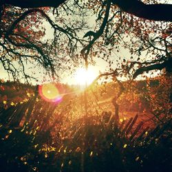 Sun shining through trees
