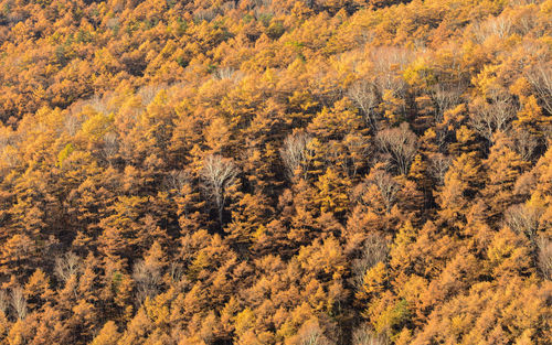 Full frame shot of yellow flowering plants on field