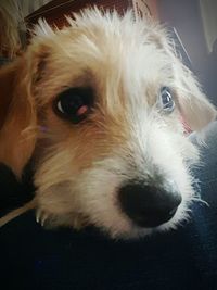 Close-up portrait of dog