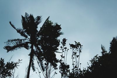 Low angle view of silhouette tree against clear sky