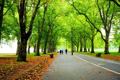 Footpath passing through trees in park