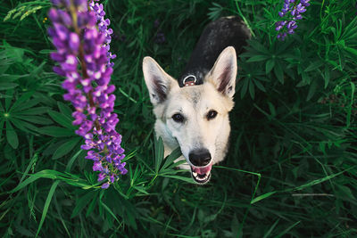 Close-up portrait of a dog