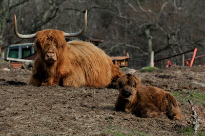 Highland cattle and calf