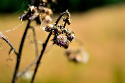 Close-up of purple flowers