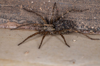 Close-up of spider on wall