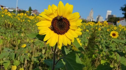 Close-up of bee on fresh sunflower field against sky