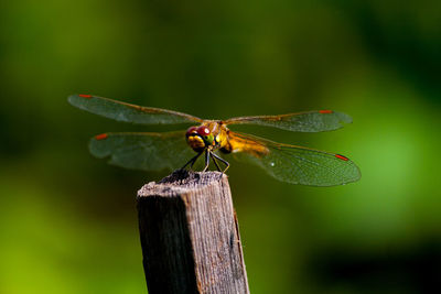 Close-up of dragonfly on wooden post