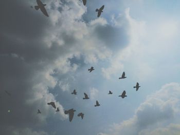 Low angle view of birds flying against cloudy sky