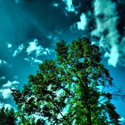 Low angle view of trees in forest against sky