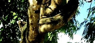 Low angle view of tree trunk