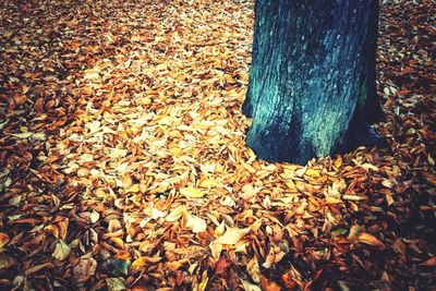 Dry leaves on field