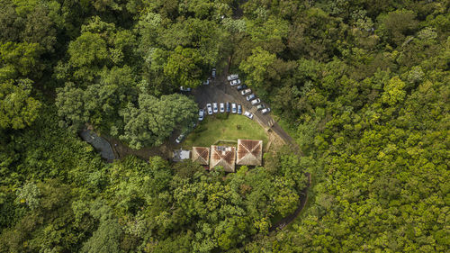 High angle view of trees in forest