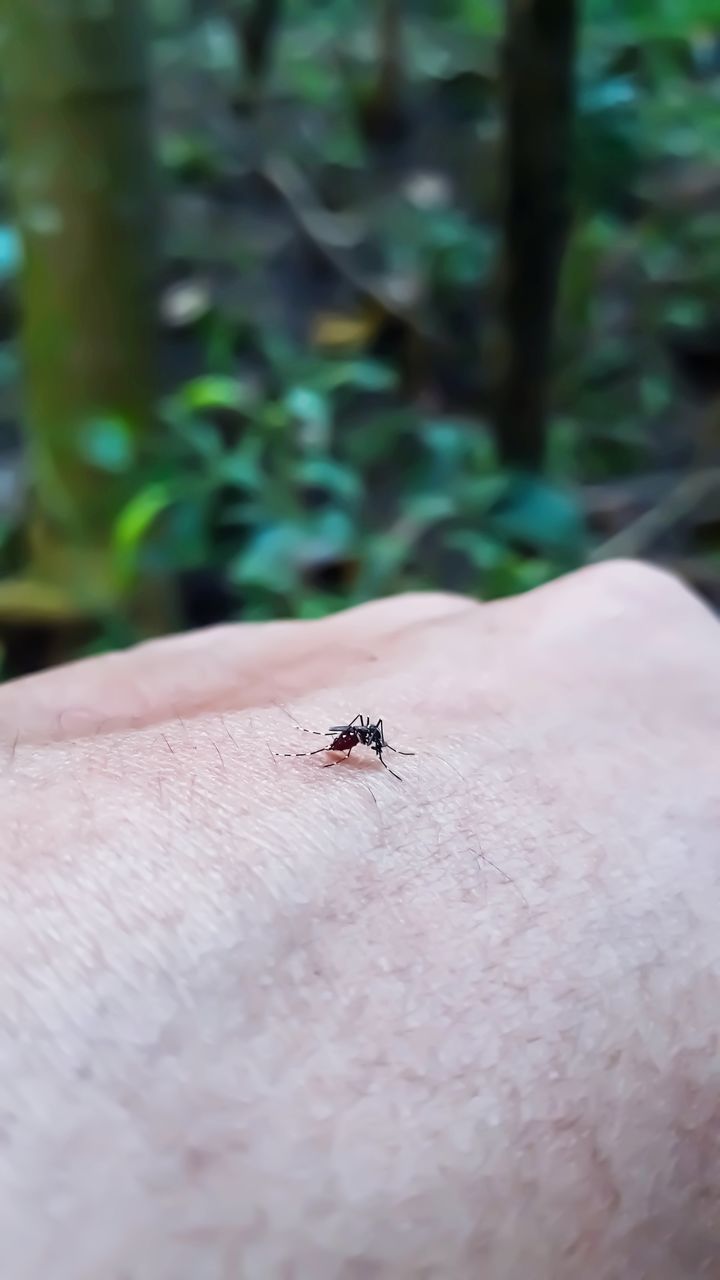 CLOSE-UP OF INSECT ON HUMAN HAND