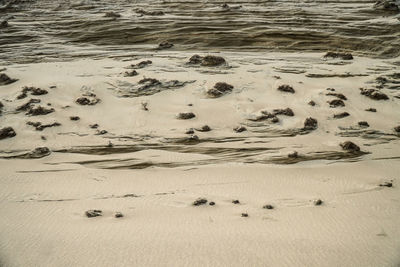 Flock of birds on sand at beach