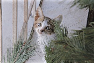 Close-up portrait of a cat