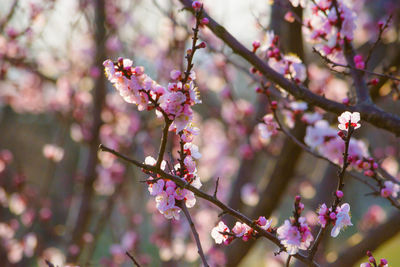 Close-up of pink cherry blossom