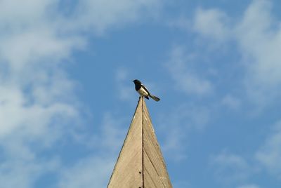Low angle view of seagull perching on wood against sky
