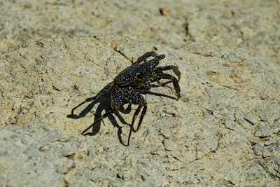 Close-up of insect on rock